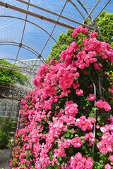 Fototapeta premium フラワーガーデン