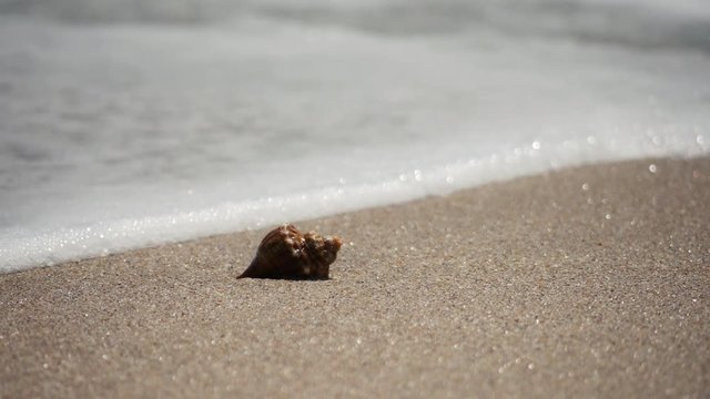 Shells on the beach