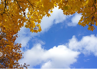 yellow leaves blue sky autumn