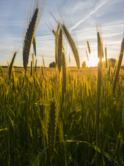 Wheat field at sunset