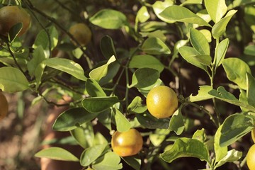 Orange fruit on the tree.