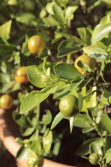 Orange fruit on the tree.