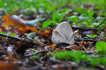 Amanita vaginata, the grisette in the forest, Gray slim amanita mushroom