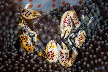 Porcelain Crabs and Anemone Symbiosis