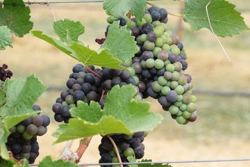 Fresh grapes in the vineyard.