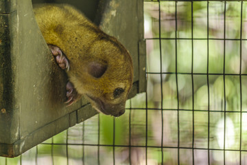 Young Sloth at Zoo