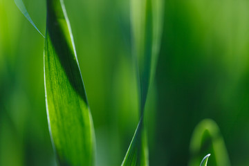 Fototapeta premium Fresh green grass in sunshine. Shallow Dof