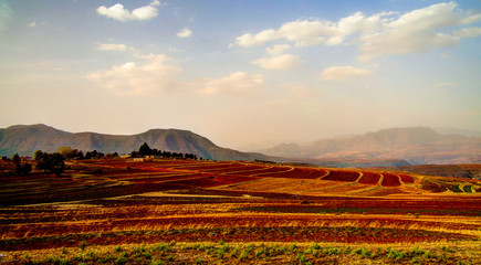 Landscape with the agriculture field around Malealea in Lesotho
