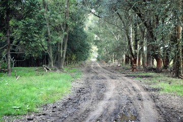 Dirt road countryside full of eucalyptus on a wet winter day