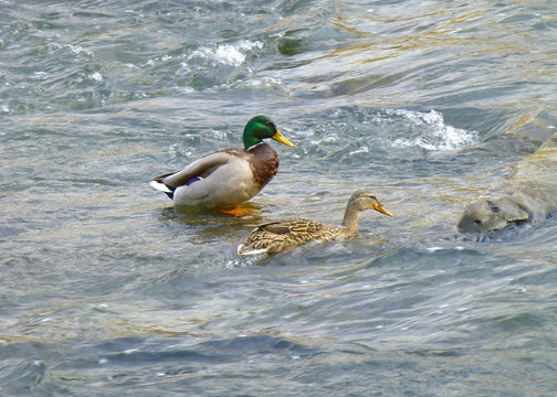 Photo of two ducks standing in the shallow water