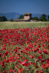 Poppy field in Italian countryside