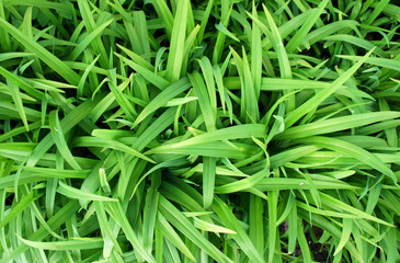 Green grass close-up, background texture