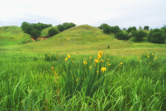 Blooming in the background of the hills is a flower of yellow iris pseudacorus.