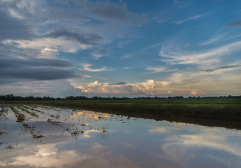 Naklejka premium Beautiful view of rice paddy field during sunset in Thailnad. Nature composition