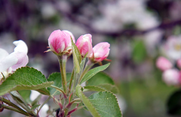 Branch of unblown apple-tree flowers