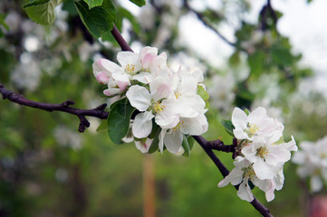 Fototapeta na wymiar Branch of apple-tree white flowers