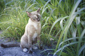 Cat in the grass
