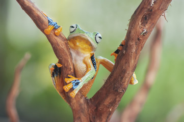 Frogs