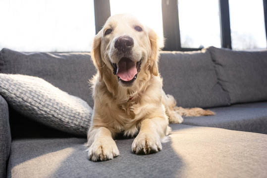 Close-up View Of Cute Golden Retriever Dog Lying On Sofa Indoors