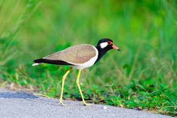 Red-wattled Lapwing Vanellus indicus.