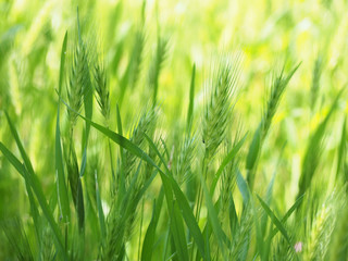 Green unripe ears of wheat in the summer, agricultural field in the sunlight