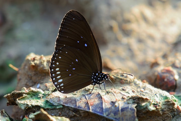 Close up butterflie on soil.