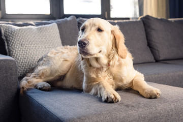 Cute golden retriever dog lying on sofa indoors