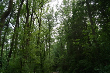 Obraz premium Camino de Arboles