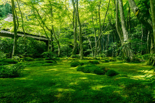 Fototapeta Giou-ji temple's Garden of mosses