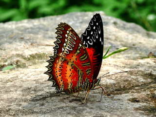 The coloured butterfly sitting on stone - fauna in Nepal