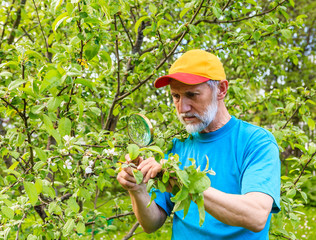Man examines a branch of an apple tree in search of pests