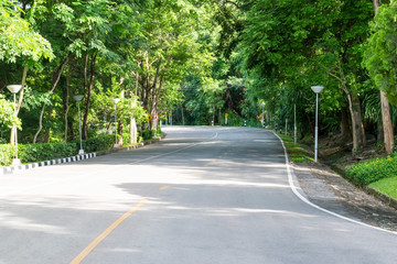 Country road with tree beside