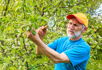 Man examines a branch of an apple tree in search of pests
