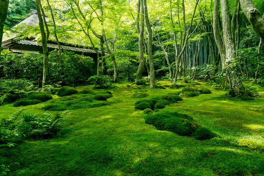 祇王寺の苔の庭園