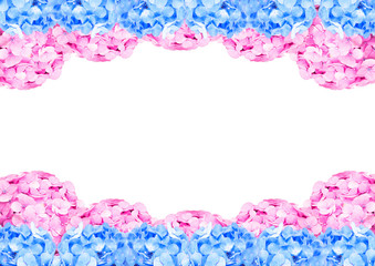Pink and blue hydrangea frame on white with space background