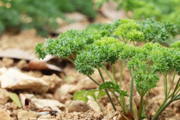 Parsley green on trees in the garden.