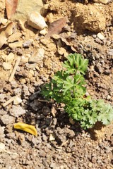 Parsley green on trees in the garden.