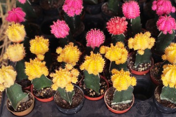 Beautiful small the cactus in the pot.