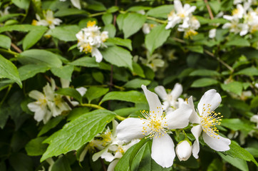 Jasmine white flowers and green leaves on bush in full blossom at summer park, floral background. Beautiful jasmin flowers in bloom