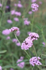 purple flower is beauty in the garden.
