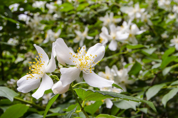Jasmine flowers blossoming on bush. Jasmine flower in a garden