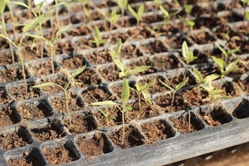 Workers are planted from seedlings.