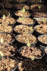 Workers are planted from seedlings.