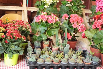 Fototapeta premium Beautiful small the cactus in the pot.
