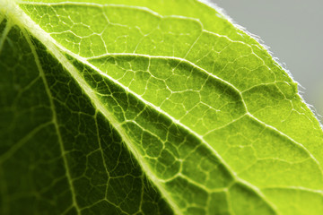 Зелёный лист.