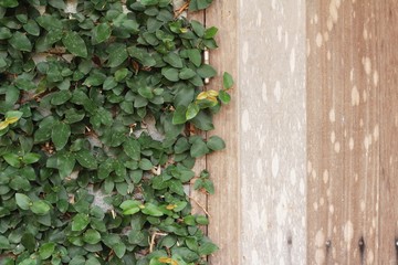 Beautiful green vine is beside the wall.