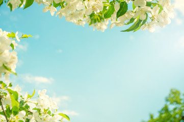 Obraz na płótnie Canvas Spring background with flowering apple blossom, white flowers and green leaves with soft sunlight against the sky, soft focus, with copy space for text and postcards.
