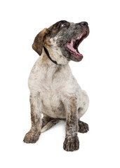 Funny Cattle Dog Puppy Yawning