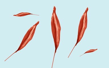 red leaves on blue background