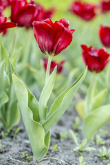 Naklejka premium Beautiful red tulips in flower bed, spring evening.